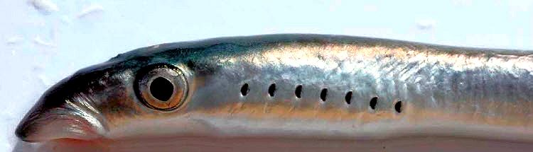 Lampetra fluviatilis_03.jpg